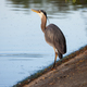 Heron hunting for fish to eat in Stanley Park - PhotoDune Item for Sale