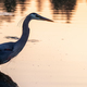 Heron hunting for fish to eat in Stanley Park - PhotoDune Item for Sale