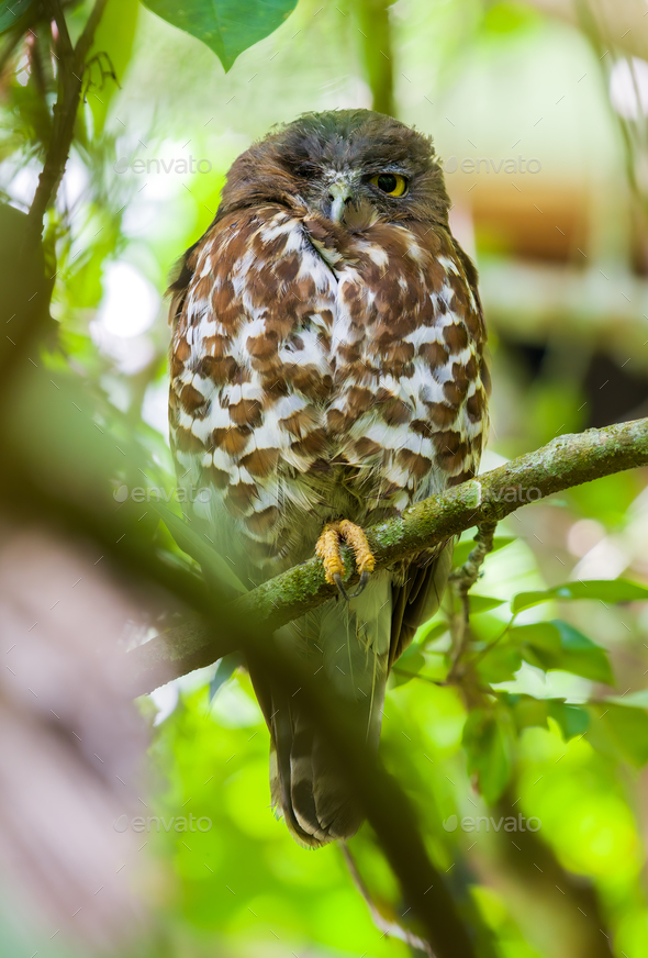 Brown hawk-owl sleeps with one eye open, Owl close-up portrait photograph.
