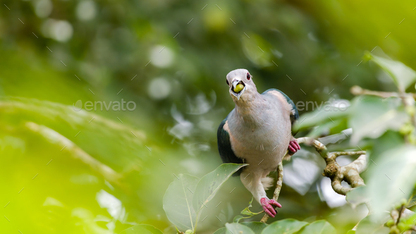 Green imperial pigeon eating a banyan fruit, Green imperial pigeon swallowing a fruit.