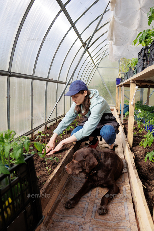 woman in greenhouse transplants seedlings of vegetables fruits tomatoes cucumbers and carrots