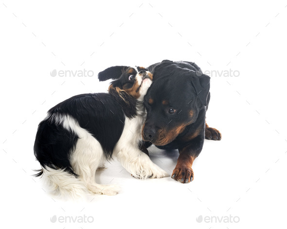 cavalier king charles and rottweiler - Stock Photo - Images