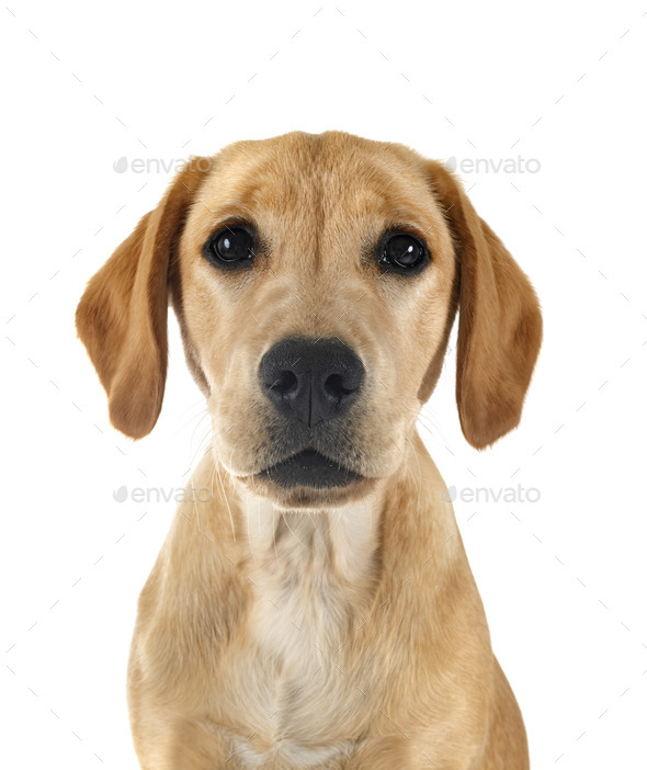 puppy labrado retriever - Stock Photo - Images