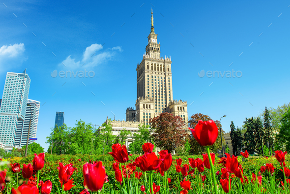 Tulips in center of Warsaw - Stock Photo - Images