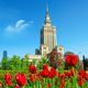 Tulips in center of Warsaw - PhotoDune Item for Sale