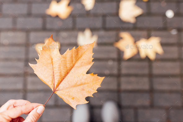 Overhead top view of woman standing on road and holding hand maple leaf. Fallen leaves yellow orange - Stock Photo - Images