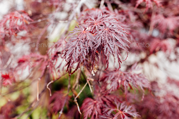 red maple leaves in the garden, natural colorful background for Autumn season and vibrant falling - Stock Photo - Images