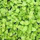 Close up picture of mint seedlings, selective focus. - PhotoDune Item for Sale