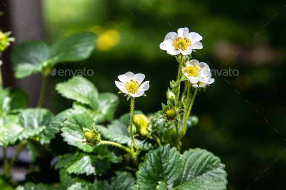 strawberries flowers in the garden - Stock Photo - Images
