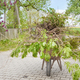 Wheelbarrow filled with clipped branches and plants. - PhotoDune Item for Sale