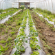 Interior of a greenhouse with organic vegetable seedlings, selective focus. - PhotoDune Item for Sale