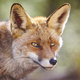 Fox head with geen background. Wildlife in the forest - PhotoDune Item for Sale