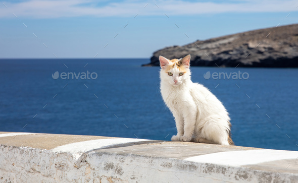 Cat sits on white wall over calm sea and enjoys the sunny day, blue sky, Cyclades island Greece. - Stock Photo - Images