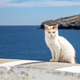 Cat sits on white wall over calm sea and enjoys the sunny day, blue sky, Cyclades island Greece. - PhotoDune Item for Sale