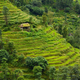 Terraced Rice Field in Nepal - PhotoDune Item for Sale