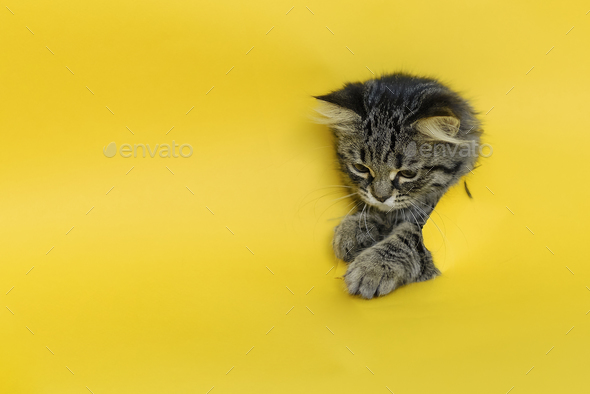 domestic cat crawls through through blue paper sheet copy space, mock up. Promo, Great Offer. Funny