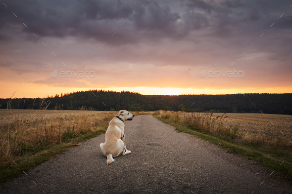 Lost dog waiting on country road between fields at sunset - Stock Photo - Images