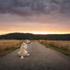 Lost dog waiting on country road between fields at sunset - PhotoDune Item for Sale