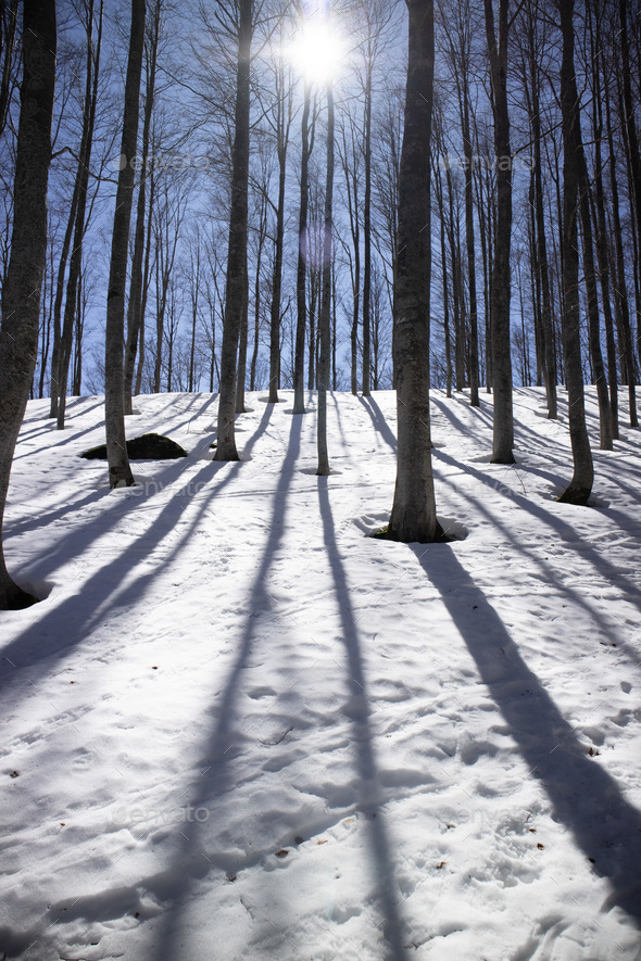 The white mantle of snow under the forest against the light - Stock Photo - Images
