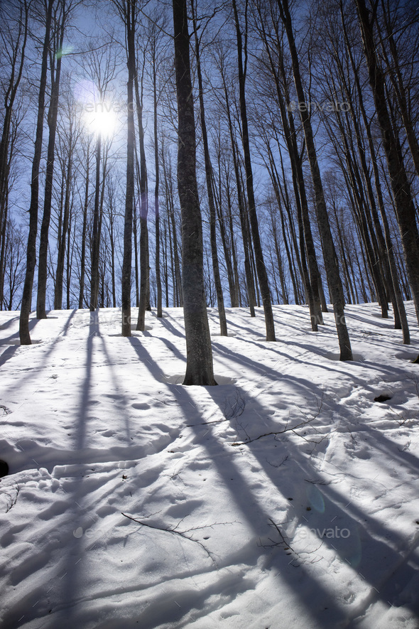 The white mantle of snow under the forest against the light - Stock Photo - Images