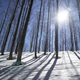 The white mantle of snow under the forest against the light - PhotoDune Item for Sale