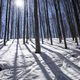 The white mantle of snow under the forest against the light - PhotoDune Item for Sale