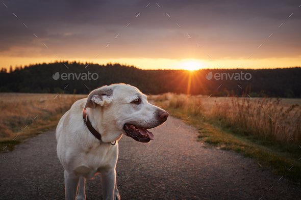 Portrait of happy dog on country road between fields at sunset - Stock Photo - Images