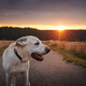 Portrait of happy dog on country road between fields at sunset - PhotoDune Item for Sale