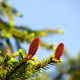 Young fir cones on tree branches, spring time. Selective focus - PhotoDune Item for Sale