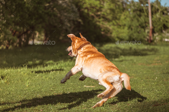 a fawn Labrador plays with a ball on a walk - Stock Photo - Images