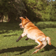 a fawn Labrador plays with a ball on a walk - PhotoDune Item for Sale