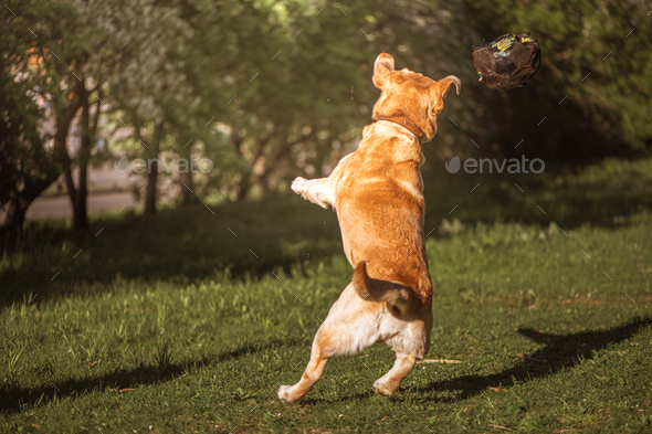 a fawn Labrador plays with a ball on a walk - Stock Photo - Images