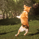 a fawn Labrador plays with a ball on a walk - PhotoDune Item for Sale