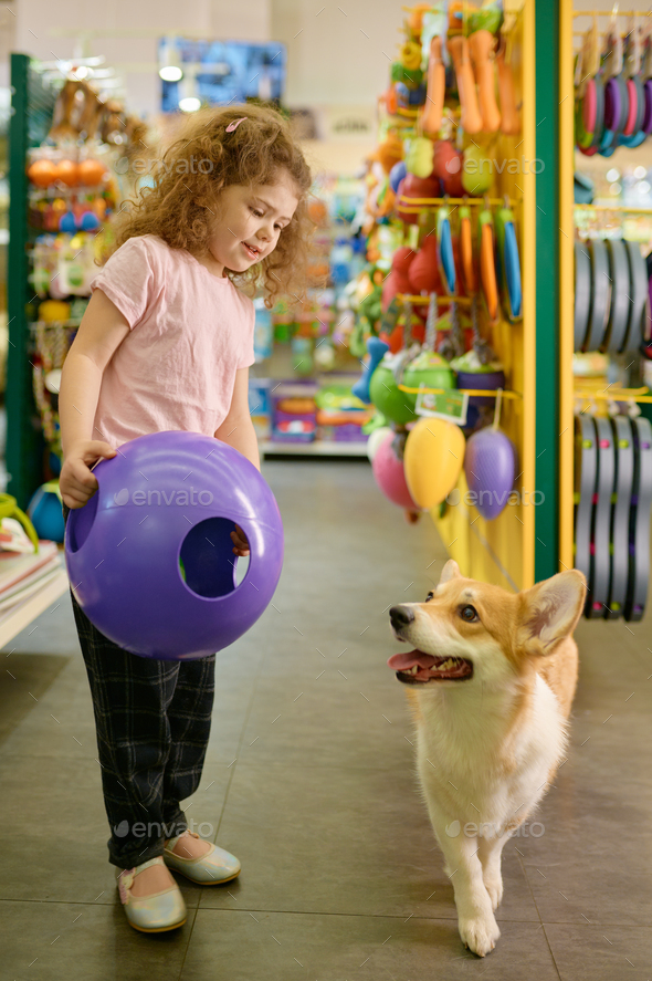 Little girl child showing her corgi dog new ball toy for playing - Stock Photo - Images