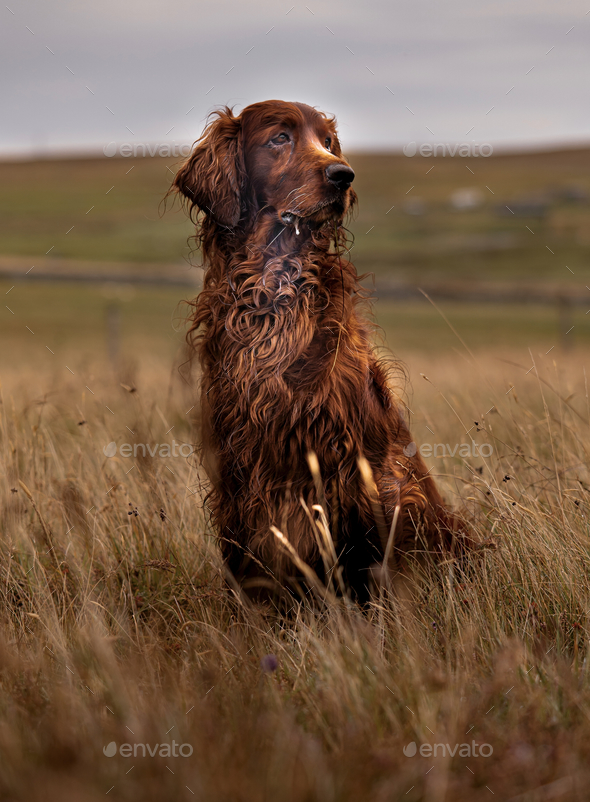 beautiful brown dog