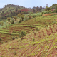 Hills Cultivated by Hmong People - PhotoDune Item for Sale
