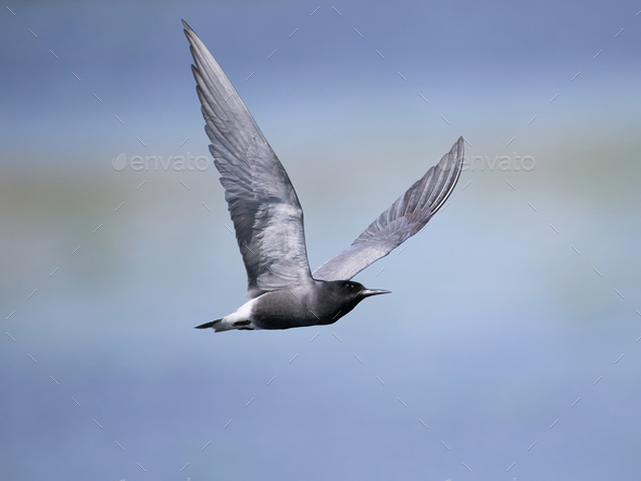 Black tern (Chlidonias niger) - Stock Photo - Images
