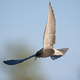 Black tern (Chlidonias niger) - PhotoDune Item for Sale