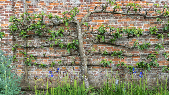 A carefully pruned espalier fruit tree