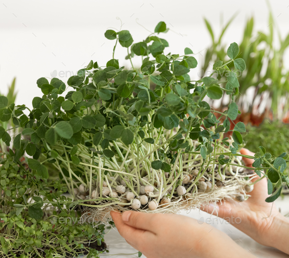 Microgreens in children's hands, home gardening, growing superfood at home. - Stock Photo - Images