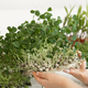 Microgreens in children&#39;s hands, home gardening, growing superfood at home. - PhotoDune Item for Sale