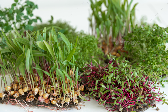 Microgreens with seeds and roots. Germination of microgreens. - Stock Photo - Images