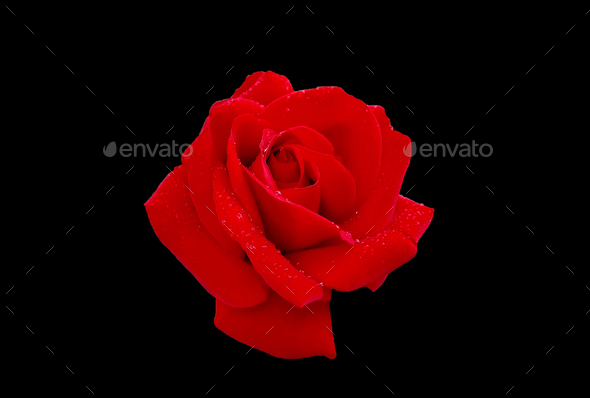 rose with dew, isolated on black. - Stock Photo - Images