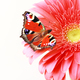 butterfly on a gerbera flower macro shot - PhotoDune Item for Sale