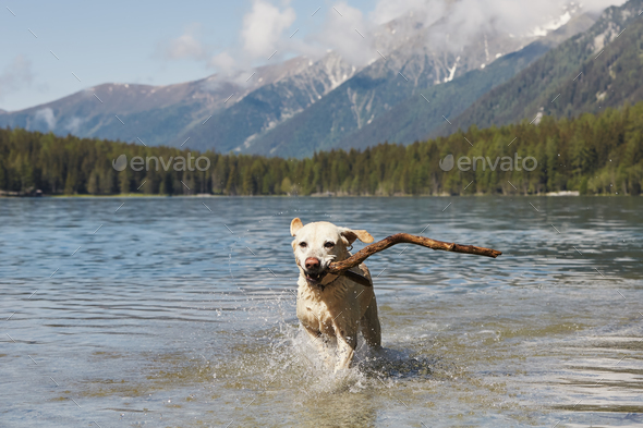 Happy dog is running through water in lake - Stock Photo - Images