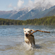 Happy dog is running through water in lake - PhotoDune Item for Sale