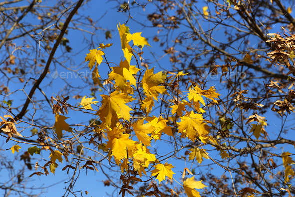 Branch of autumn maple - Stock Photo - Images