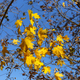 Branch of autumn maple - PhotoDune Item for Sale