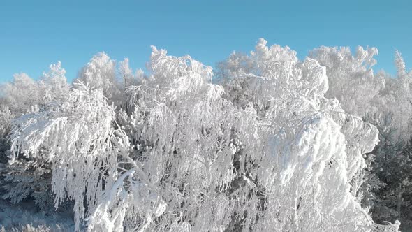 Ice trees alt