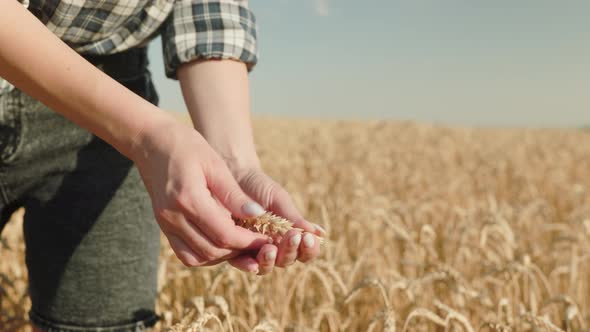 Wheat rural field on sunny day. Farmer, agronomist, agribusiness owner checks ears of ripe wheat alt